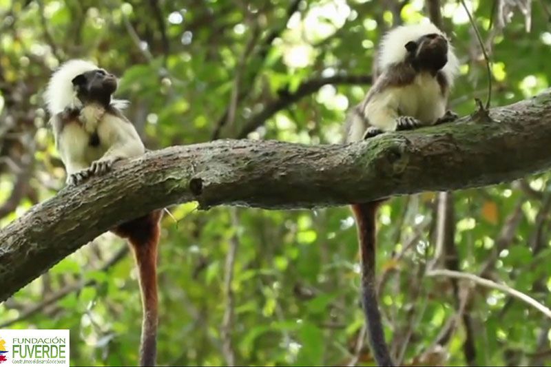 Wildlife corridors for Colombia’s endangered cotton-topped tamarins