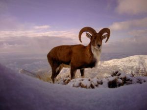 An urial sheep after overnight snow