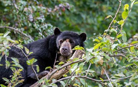 Andean-bear-Oliver-Hitchen-Shutterstock-thumbnail