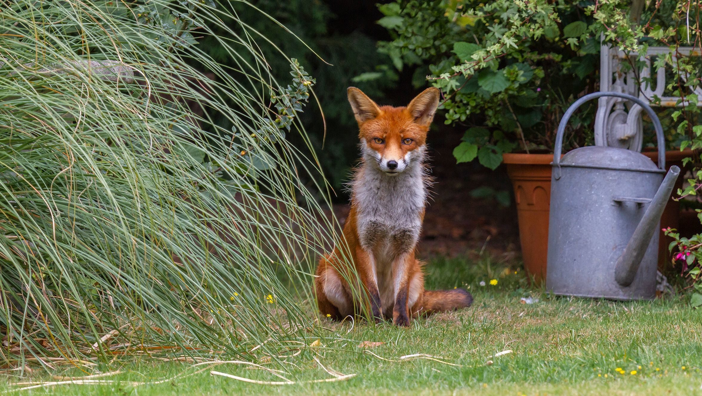 Fox in garden Graham Williams Shutterstock slider