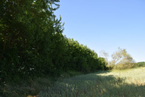 Healthy hedgerows