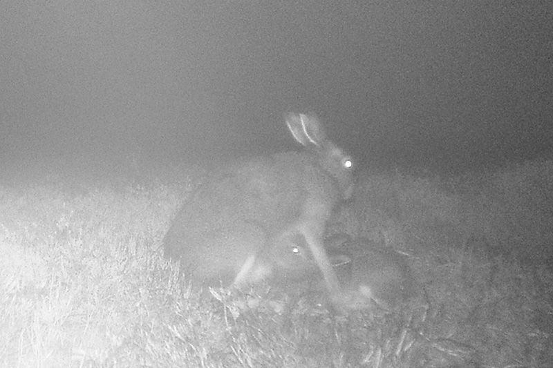 Hare-suckling-Graham-Pettigrew-Lammermuir-hare-group