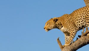 Learning to love leopards