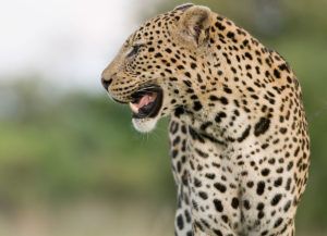 Leopard-iStockphoto-Persian-Leopards-Mohammad-Farhadinia-Conservation-Partnerships