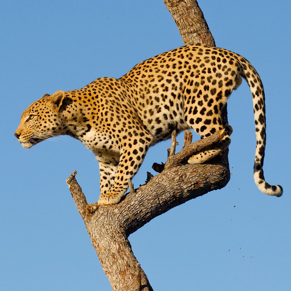 Leopard-iStockphoto-Persian-leopards-conservation-partnerships