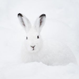 Mountain-hare-Peter-Wey-Shutterstock-thumbnail