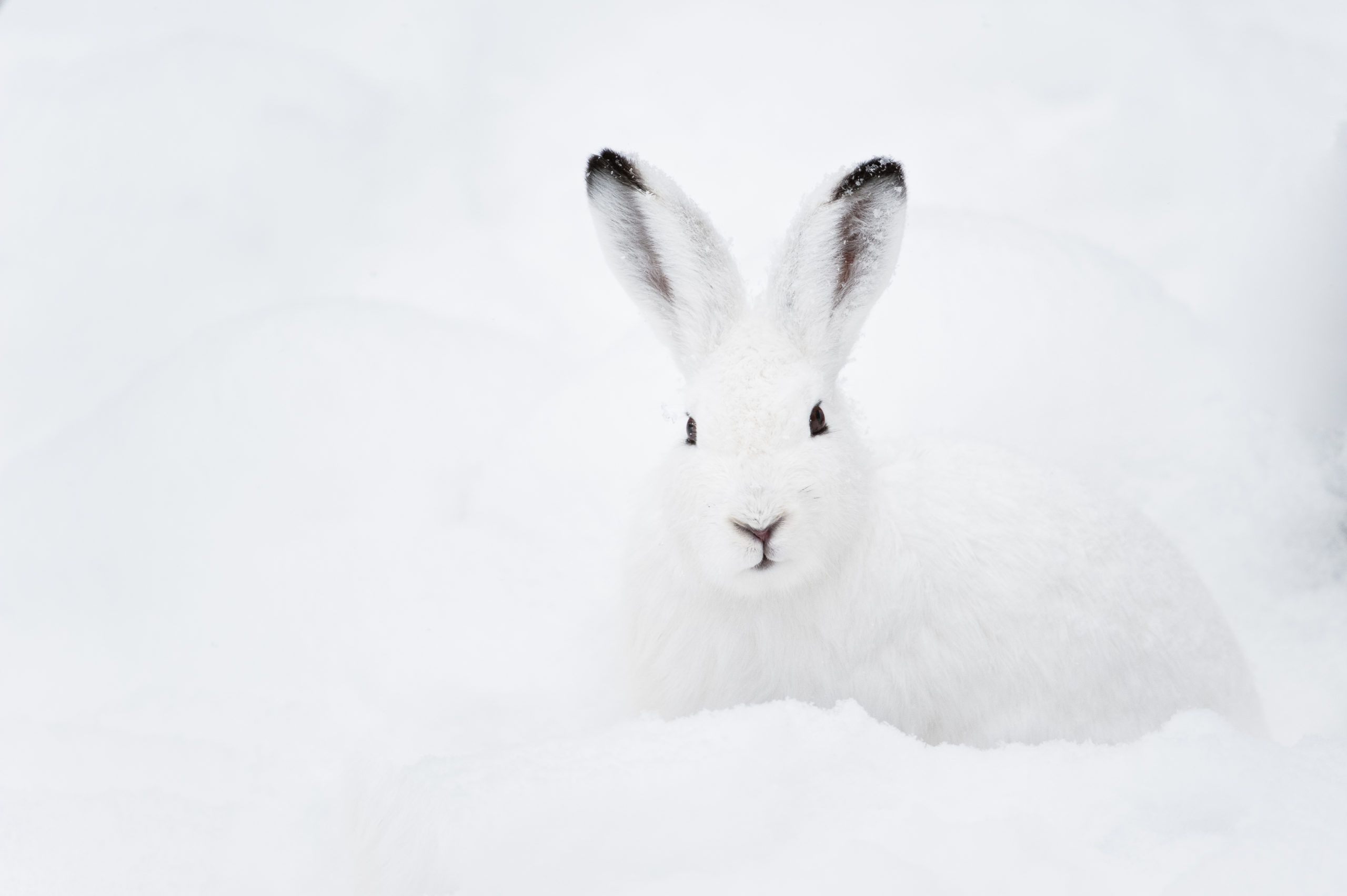A better future for mountain hares in Scotland - photo credit Peter Wey