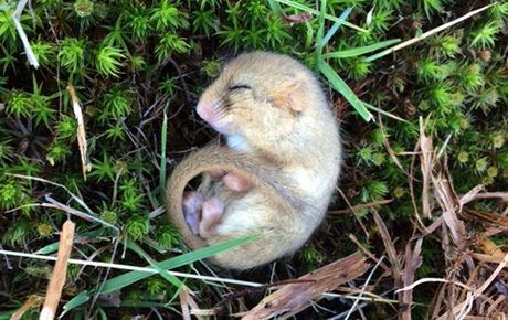 Photoy-by-Howard-Brown-torpid-dormouse-LWM