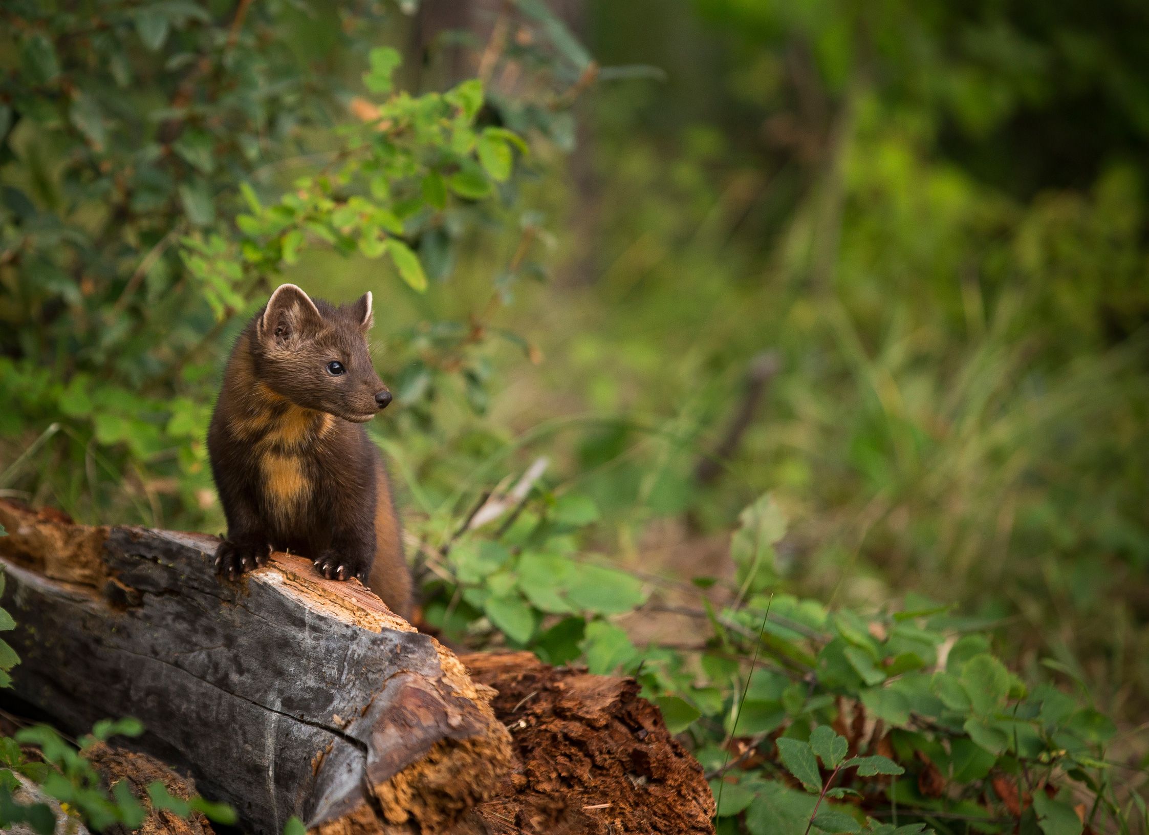Pine-marten-1-istockphoto-forestc