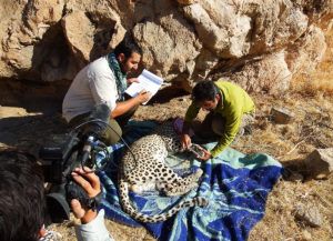 Project-profile-Persian-Leopards-Mohammad-Farhadinia-Conservation-Partnerships