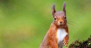 Providing reliable evidence for Scottish red squirrel conservation