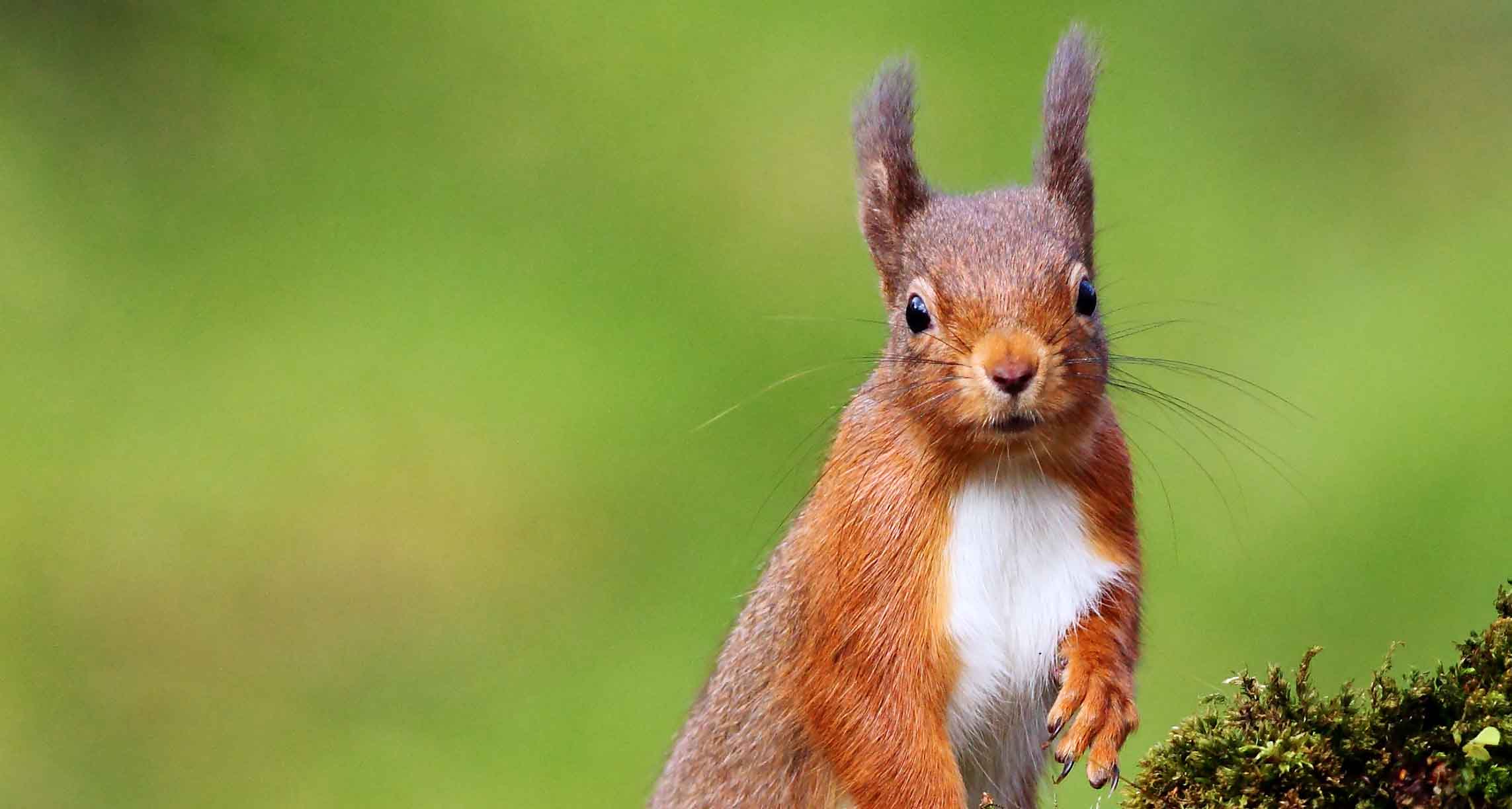 Red squirrel Targn Pleiades Shutterstock Providing reliable evidence for Scottish red squirrel conservation