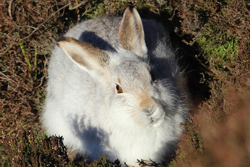Mountain hare with white coat - Photo credit Graham Pettigrew