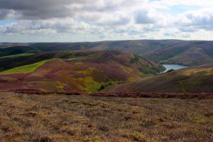 Heather moorland Graham Pettigrew Lammermuir hare