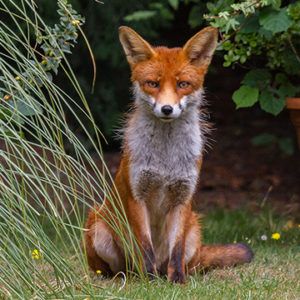 Fox in an urban garden sitting behind a fern