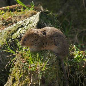 water-vole-success-story