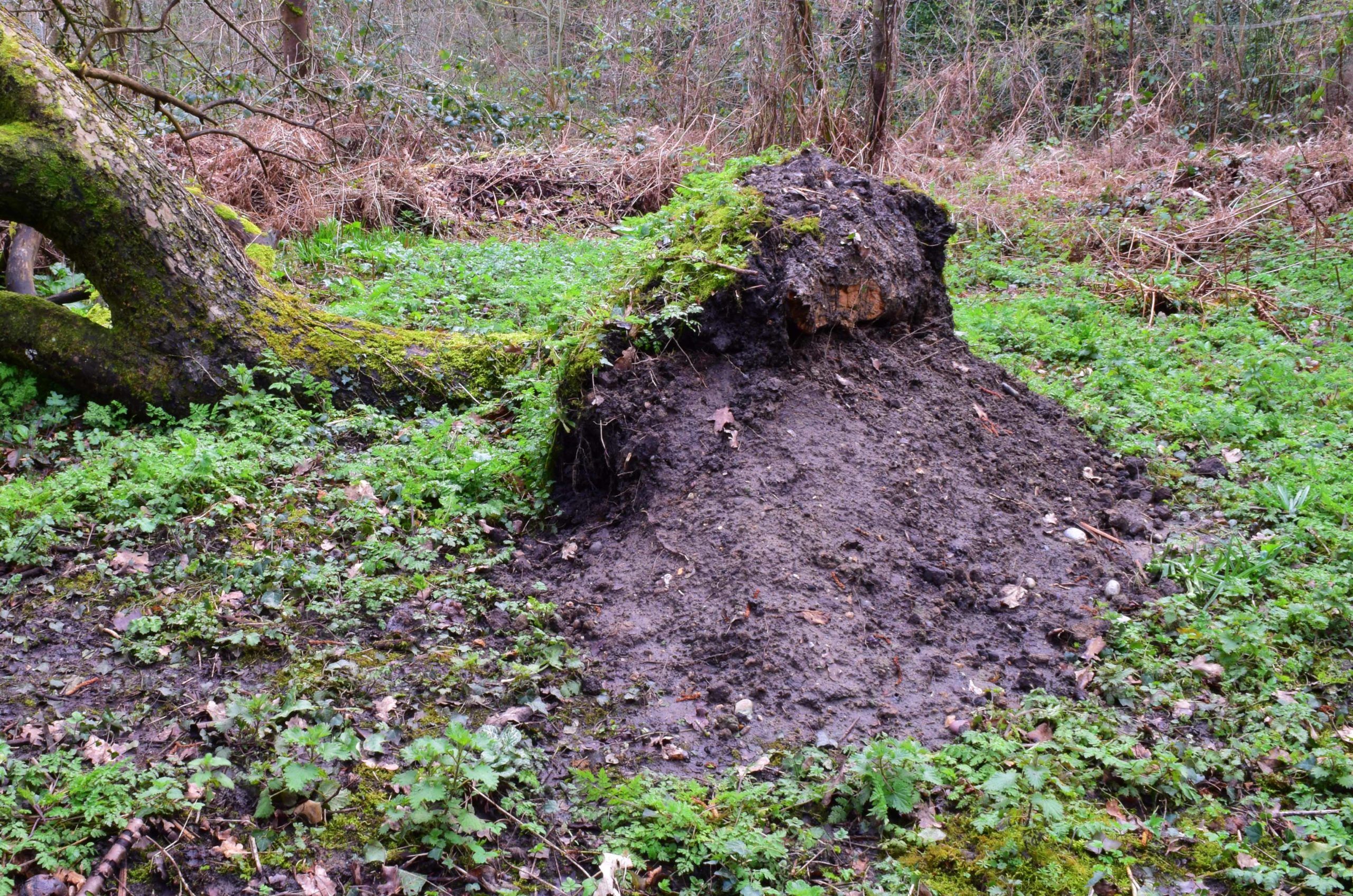Soil around fallen tree roots - credit Christopher Stanworth