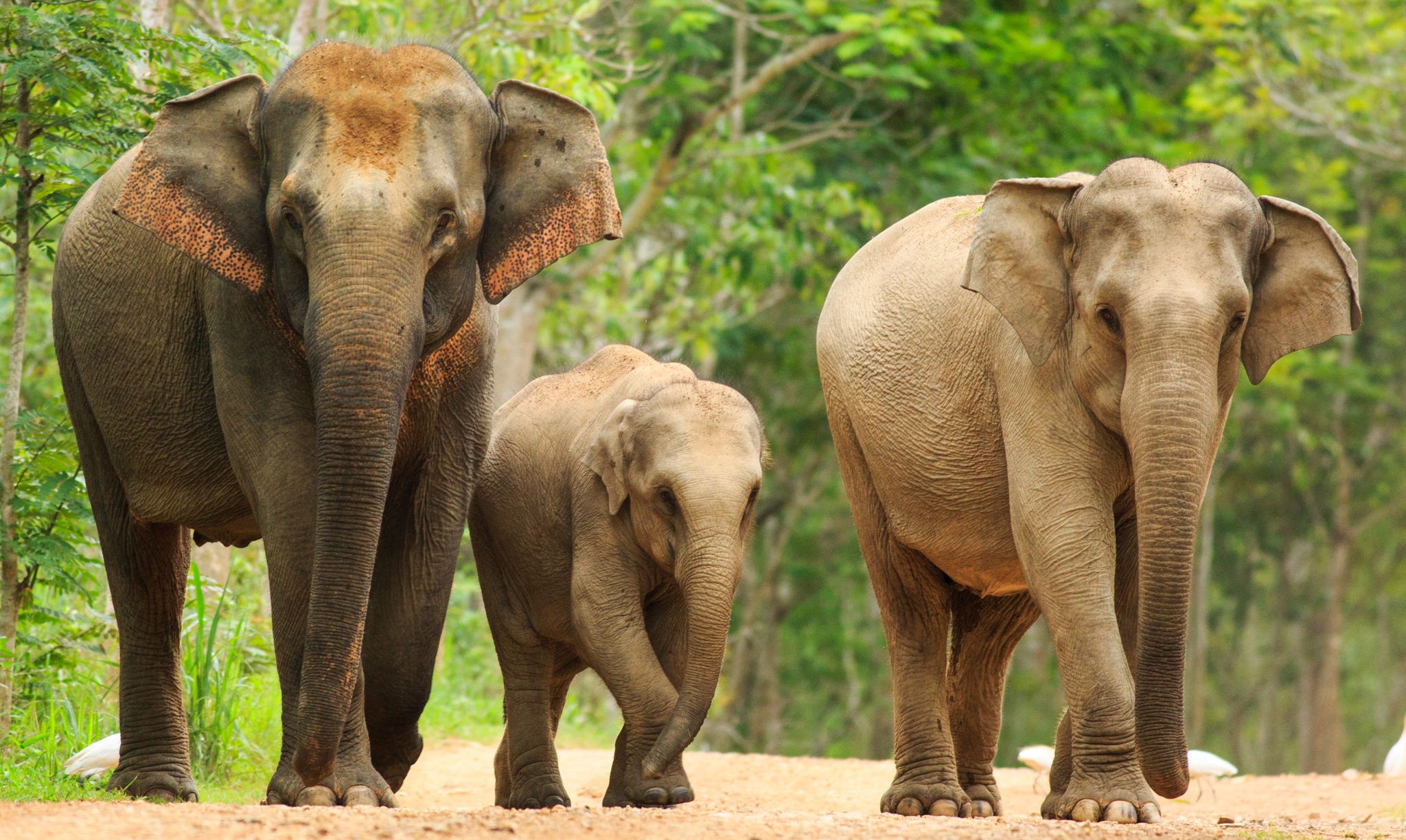 Asian-elephants-iStockphoto- People's Trust for Endangered Species