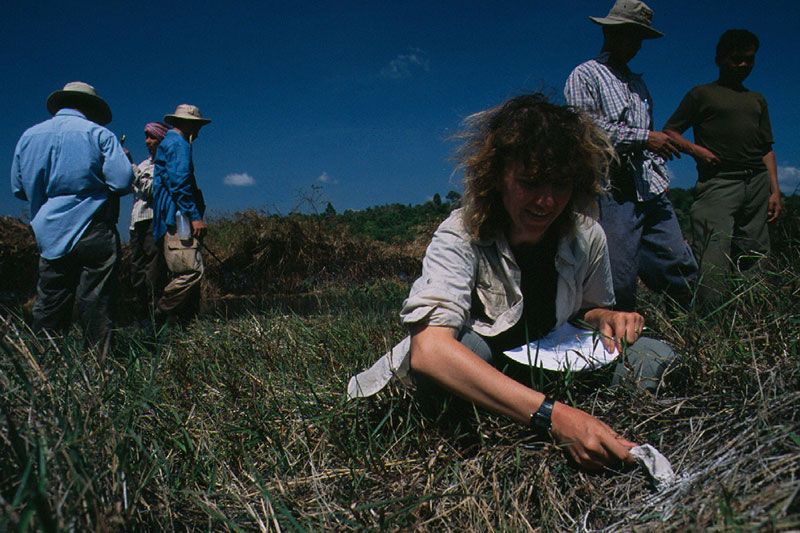 The story of the Siamese crocodile in Cambodia