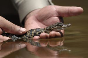 The story of the Siamese crocodile in Cambodia