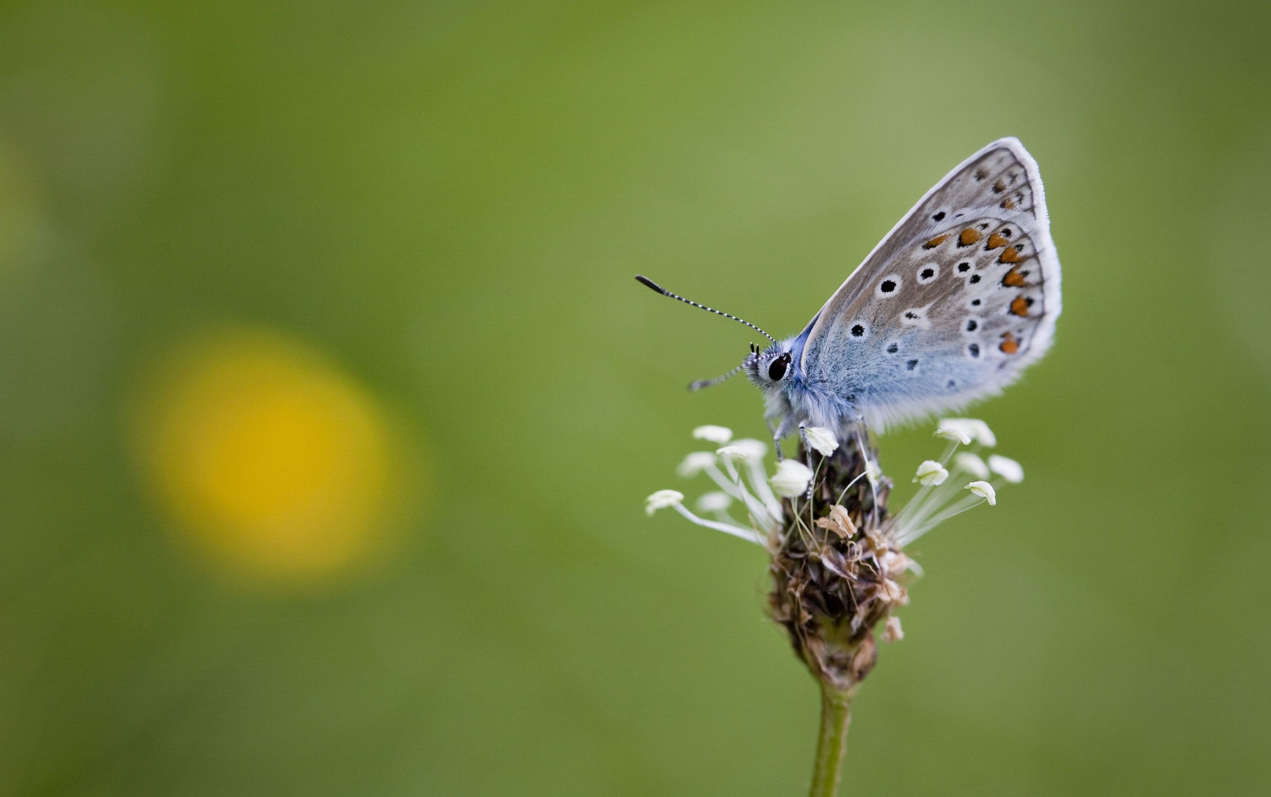 Common-Blue-butterfly---polyommatus-icarus-antb-Shutterstock