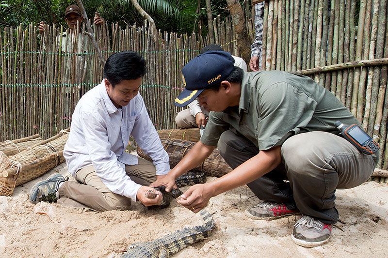 The story of the Siamese crocodile in Cambodia