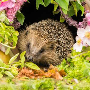 Hedgehog Appeal - image credit Coatesy shutterstock