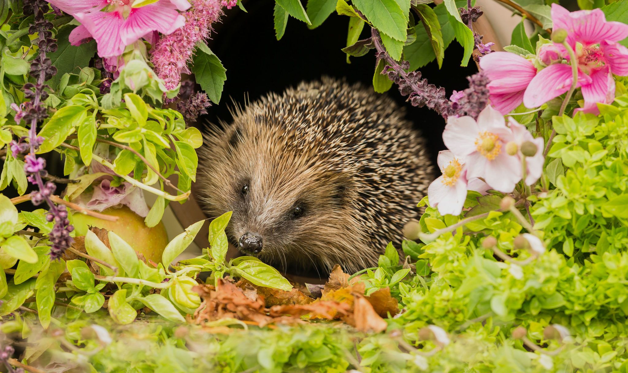 HedgehogCoatseyShutterstockhedgehogspringappeal People's Trust
