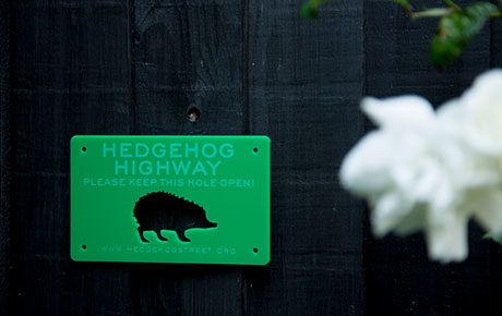 Hedgehog-highway-sign
