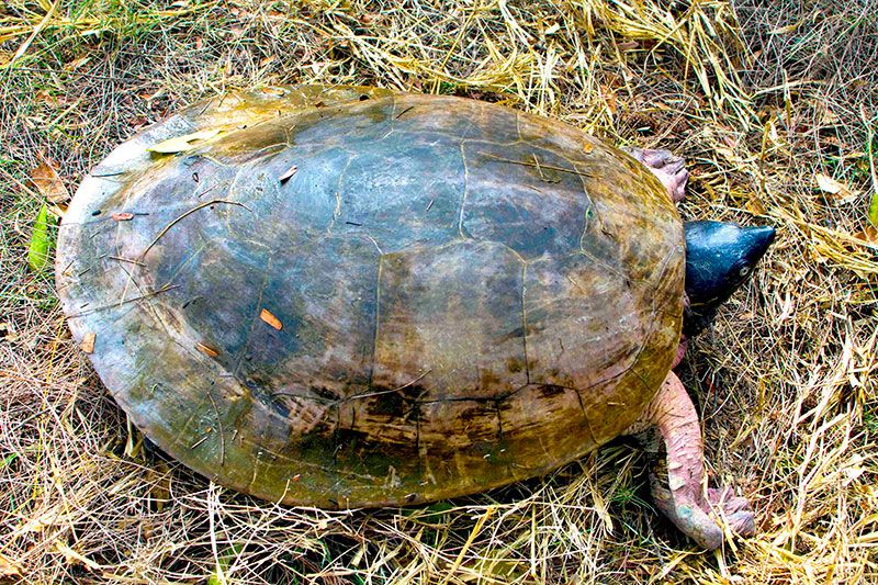 The Northern river terrapin and the race against extinction