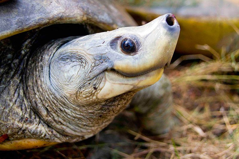 The Northern river terrapin and the race against extinction