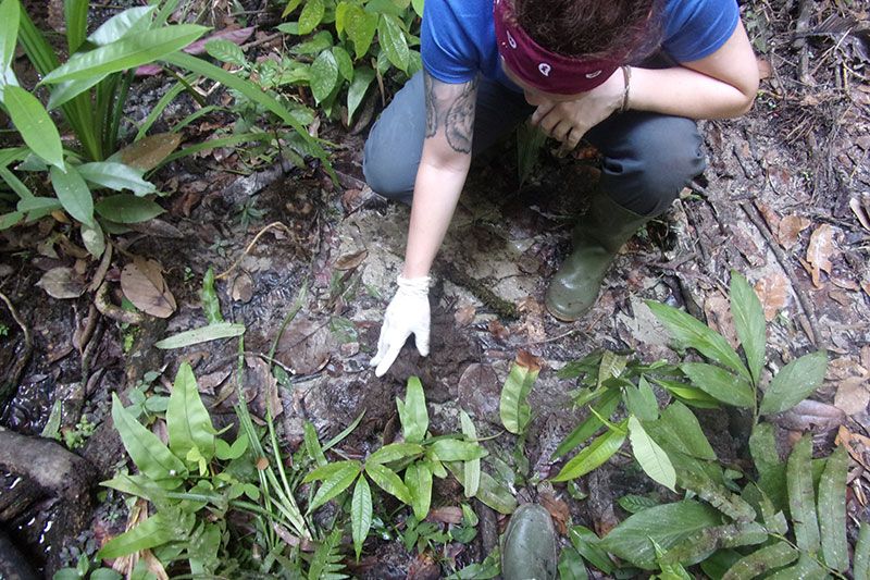 Dung tracking. Supporting-Sumatran-elephants-in-the-Leuser-ecosystem-Indonesia