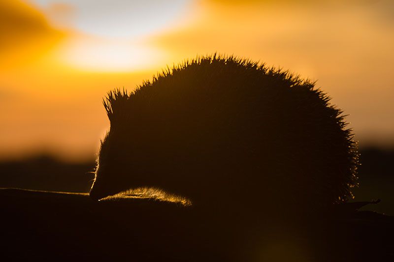 Surveying for London's hedgehog hotspots