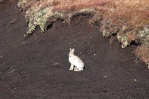 The most magical mountain hare moment