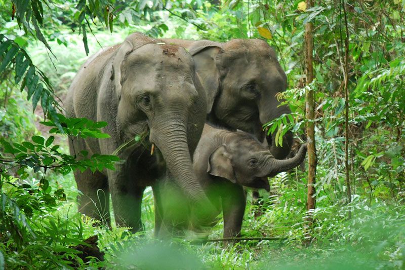 Supporting Sumatran elephants in the Leuser ecosystem - PTES