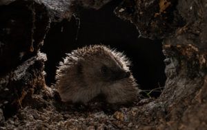 Hedgehogs After Dark PTES Image credit Cate Barrow