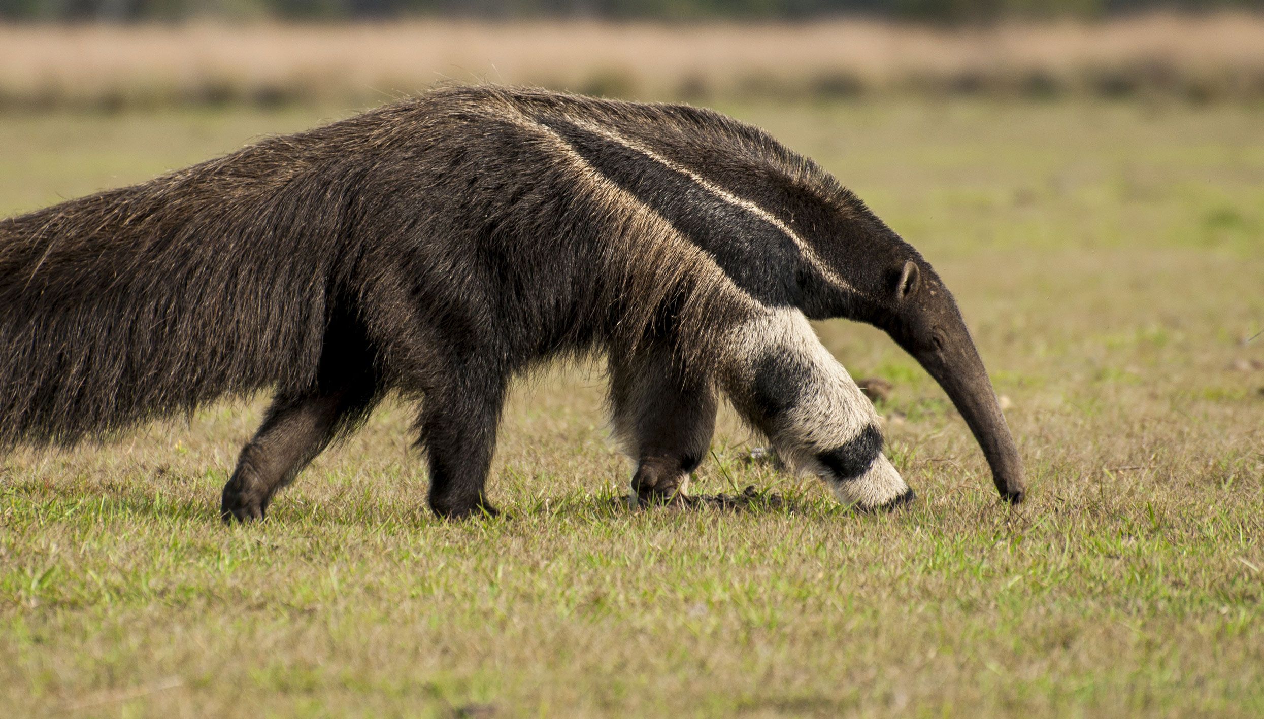 Giant-anteater-Luiz-Kagiyama-Shutterstock.