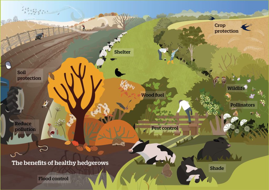 The benefits of healthy hedgerows. Healthy hedgerows: keeping our hedgerow network alive