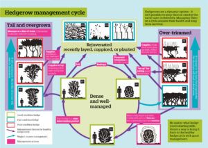 Healthy hedgerows management cycle