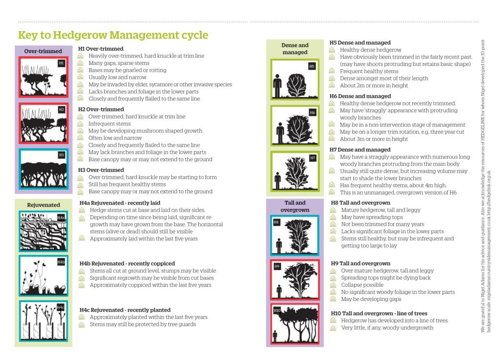Hedgerow management cycle