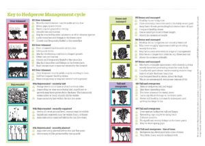 Hedgerow management cycle