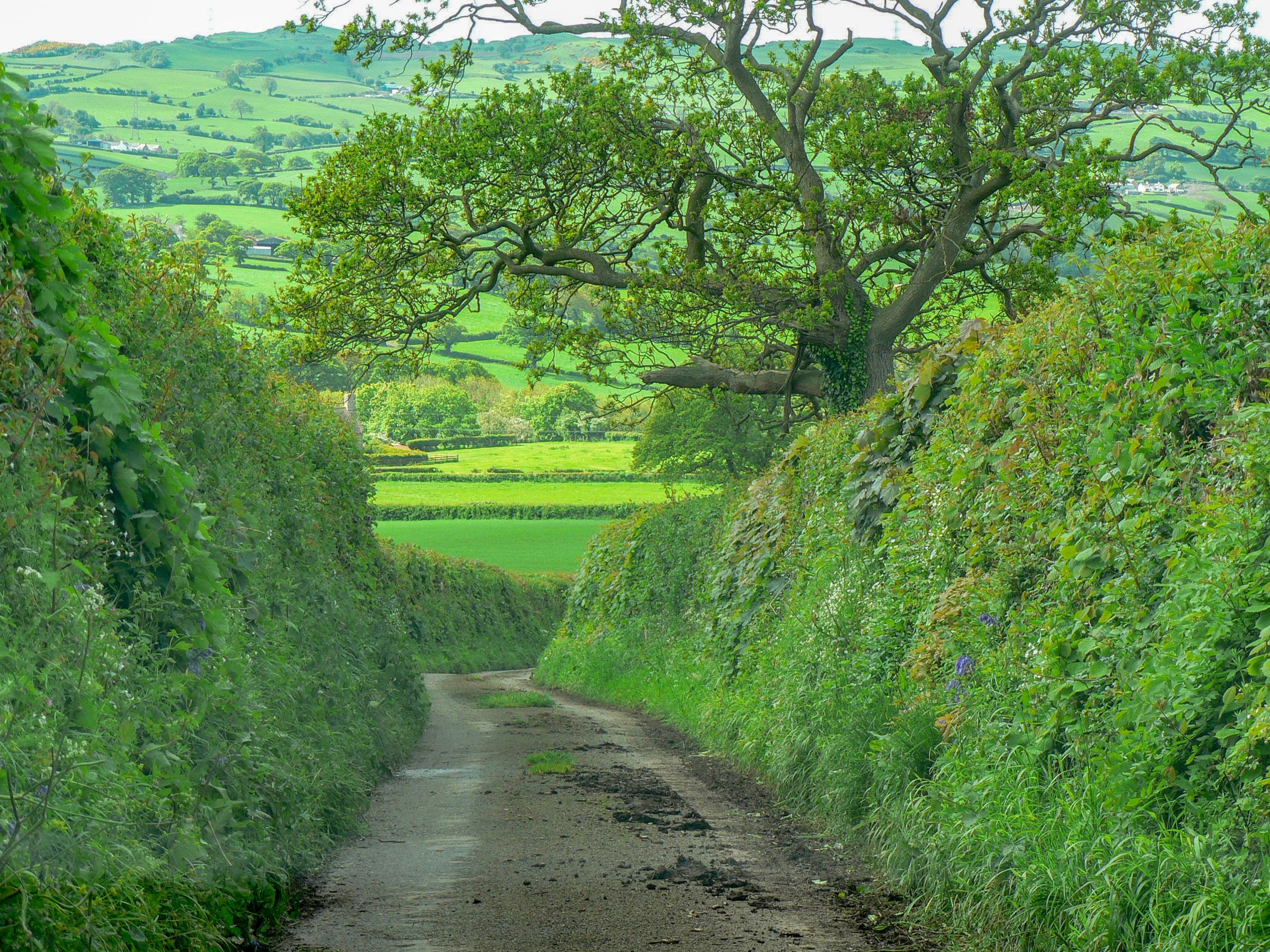 a-history-of-hedgerows-people-s-trust-for-endangered-species