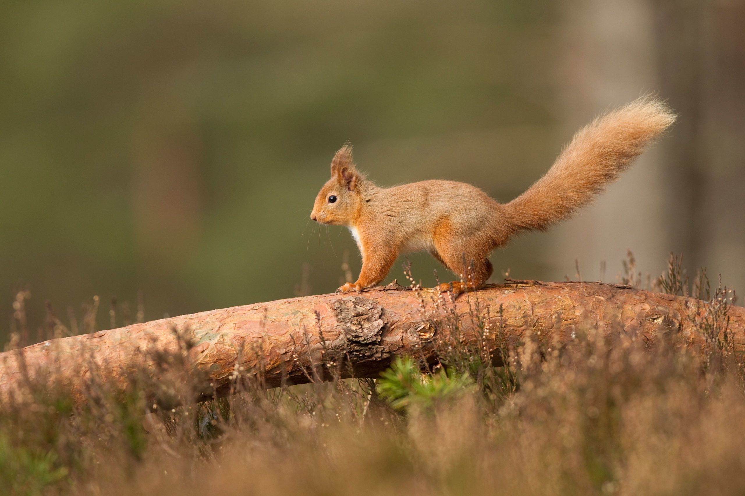 Red-squirrel_Peter-Cairn_only-to-be-used-for-Trees-for-Life-project-B.