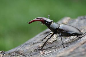 male stag beetle credit Sherie New