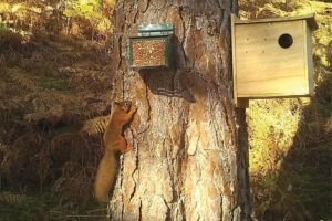 The reds return: bringing red squirrels back to the Highlands of Scotland