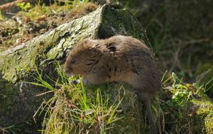 water-vole-by-jessica-evans-success-story-glasgow