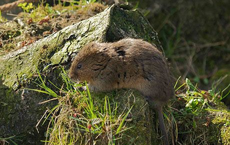water-vole-by-jessica-evans-success-story-glasgow