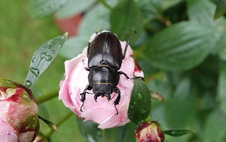 Jacky-Mackenzie-female-stag-beetle-