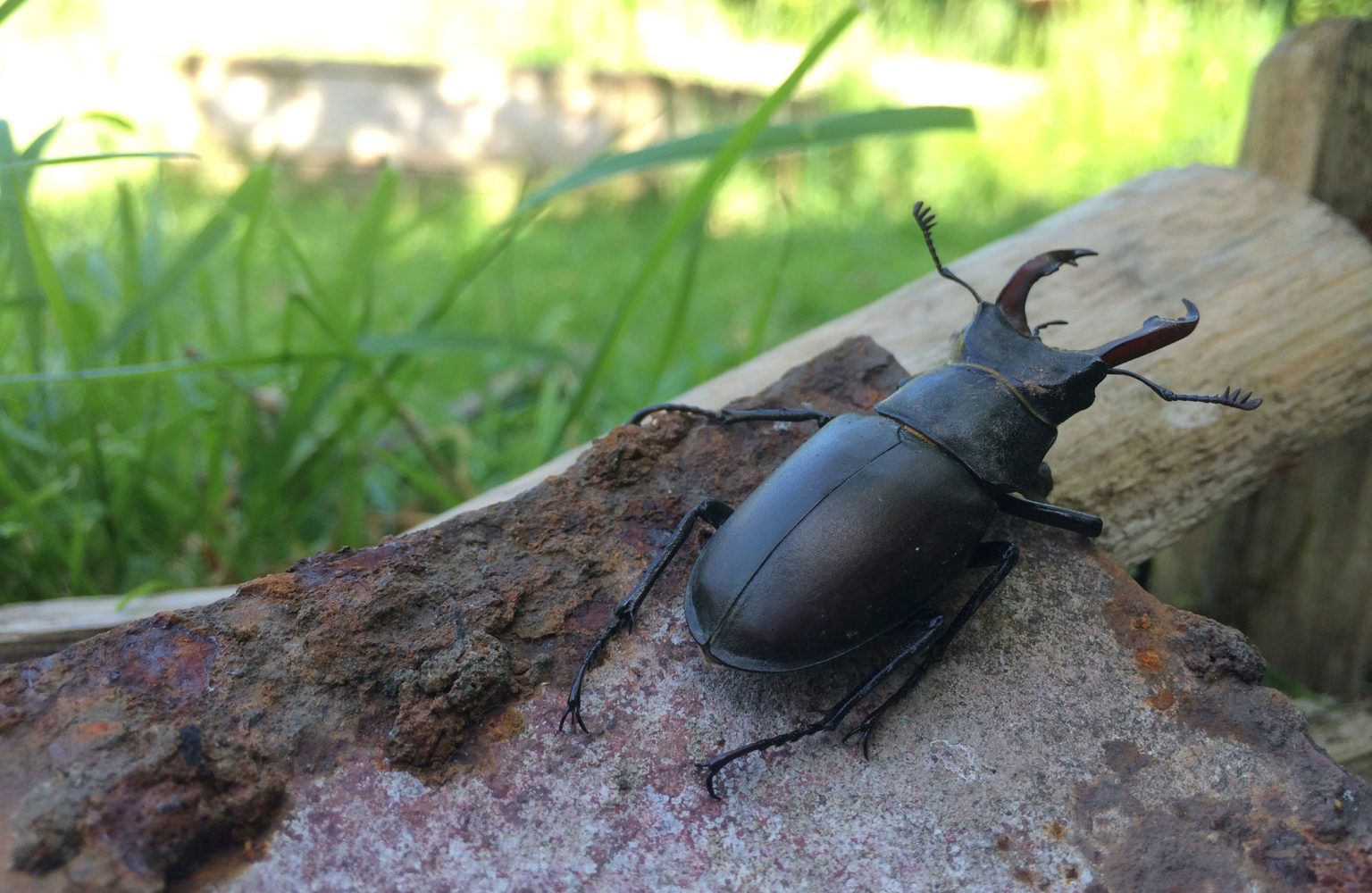 Lucy-Page-male-stag-beetle- People's Trust for Endangered Species