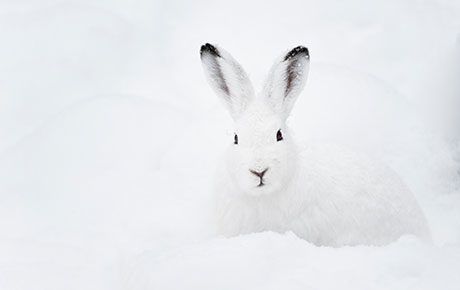 Mountain-hare-Peter-Wey-Shutterstock-